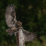 Little owls